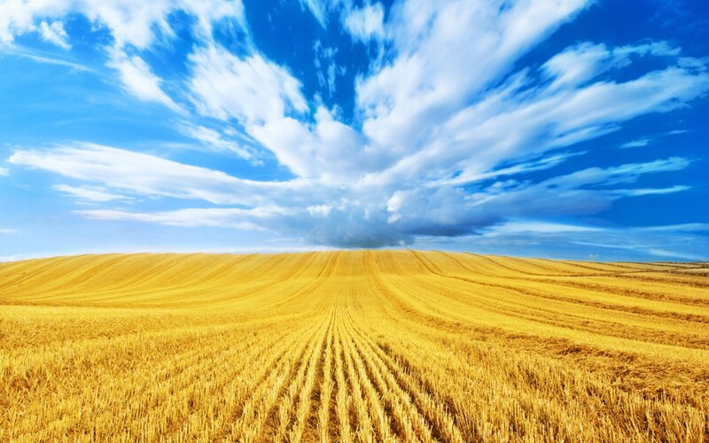 Golden Wheat Field — Yellow, Blue
