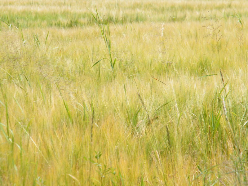 Golden Wheat Field — Yellow, Calm
