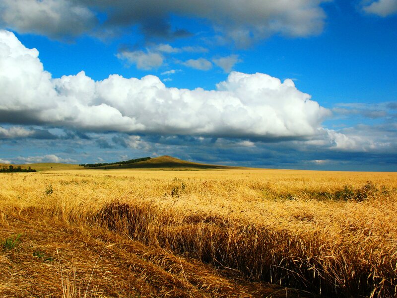 Golden Wheat Field — Yellow, Dramatic, Afternoon, Photograph, Clouds, Hill