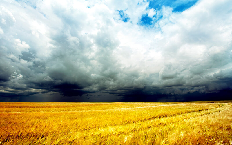 Golden Wheat Field — Yellow, Dramatic, Afternoon, Photograph, Clouds, Sky