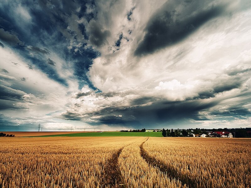 Golden Wheat Field — Yellow, Dramatic, Afternoon, Photograph, Clouds
