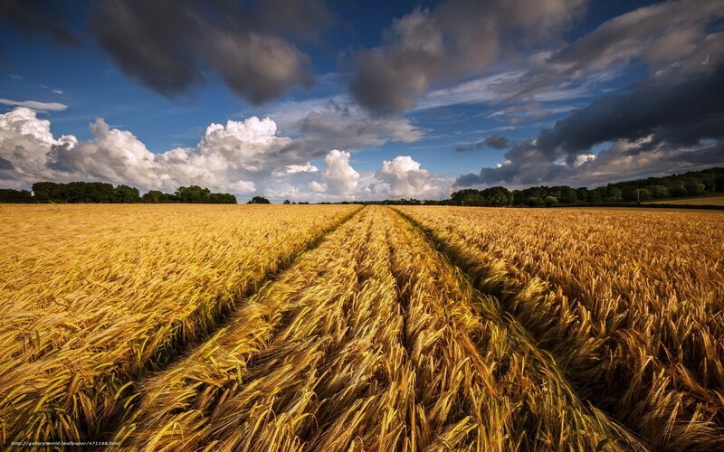 Golden Wheat Field — Yellow, Dramatic, Afternoon, Photograph, Clouds, Trees, Sky