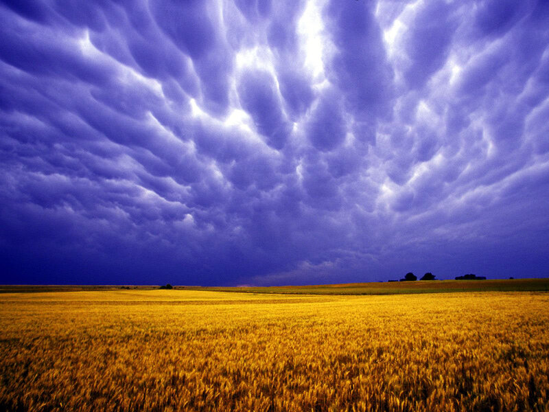 Golden Wheat Field — Yellow, Dramatic, Afternoon, Photograph, Clouds, Trees