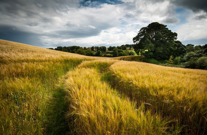 Golden Wheat Field — Yellow, Dramatic, Afternoon, Photograph, Cloudy Sky