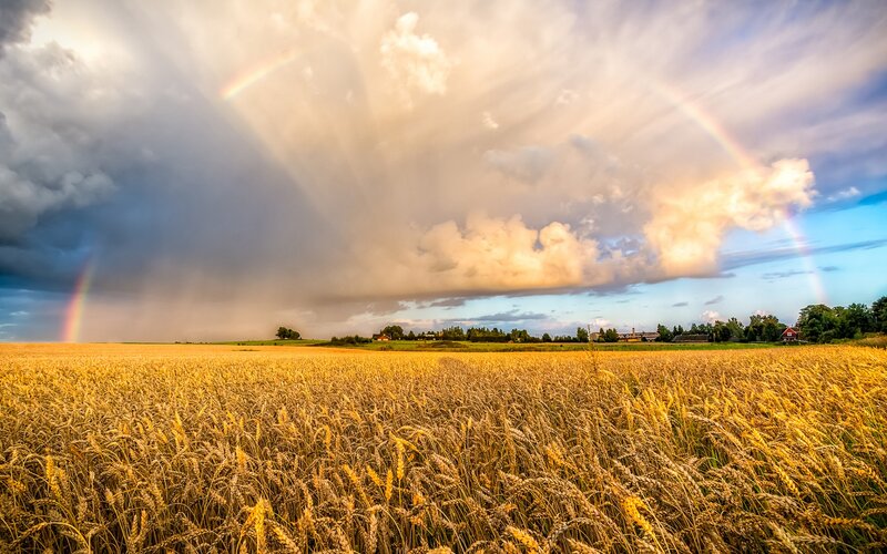 Golden Wheat Field — Yellow, Dramatic, Afternoon, Photograph, Rainbow