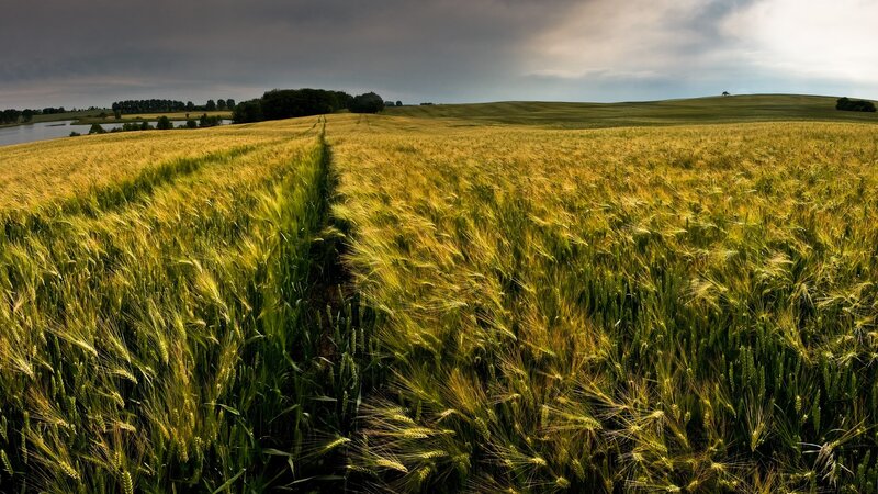 Golden Wheat Field — Yellow, Dramatic, Afternoon, Photograph, Sky, Trees