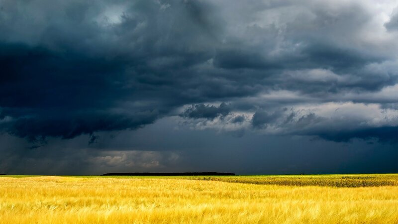 Golden Wheat Field — Yellow, Dramatic, Afternoon, Photograph, Storm Clouds, Horizon, Gray