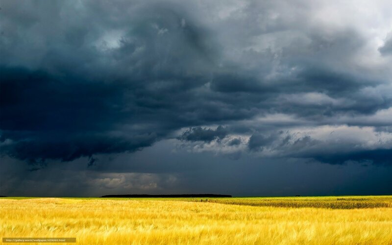 Golden Wheat Field — Yellow, Dramatic, Afternoon, Photograph, Storm Clouds