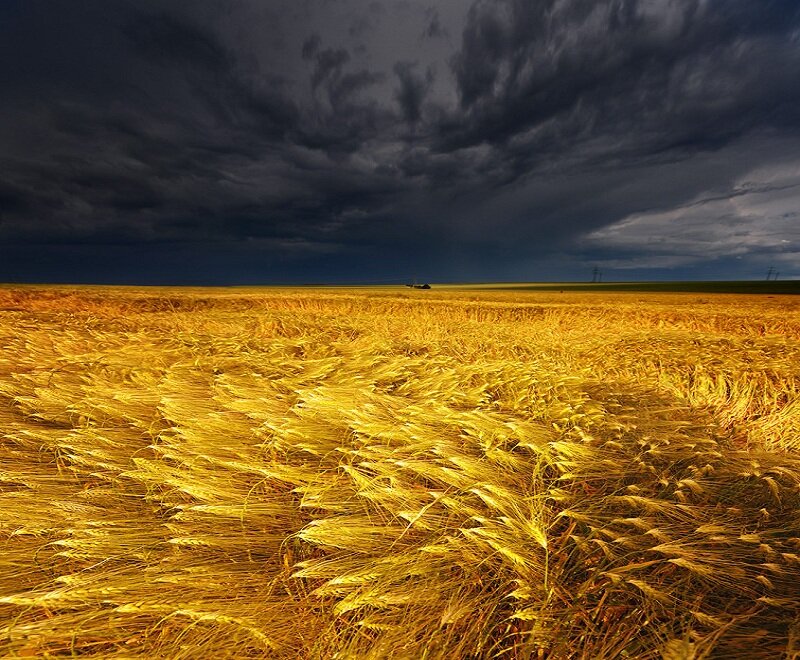 Golden Wheat Field — Yellow, Dramatic, Afternoon, Photograph