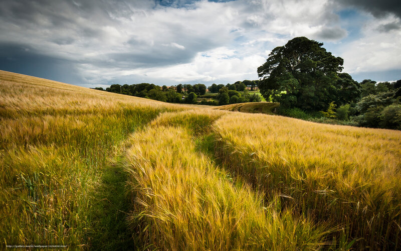 Golden Wheat Field — Yellow, Dramatic, Afternoon, Photograph, Tree