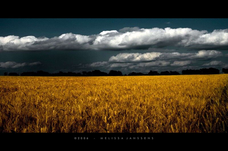 Golden Wheat Field — Yellow, Dramatic, Afternoon