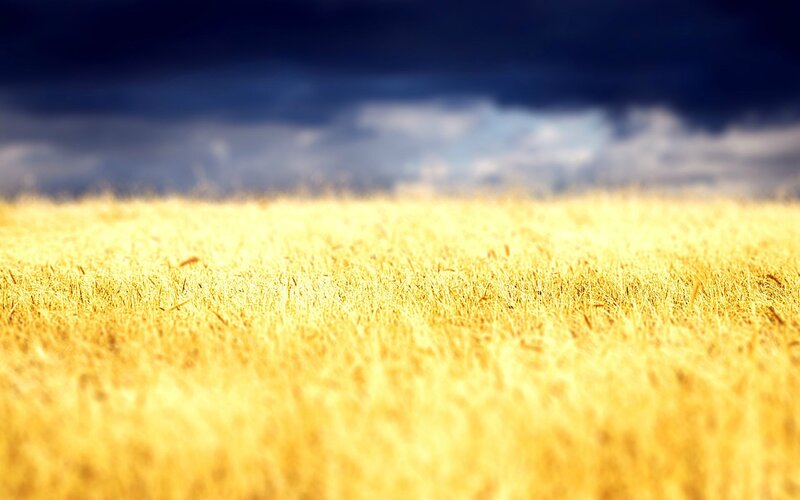 Golden Wheat Field — Yellow, Dramatic, Photograph