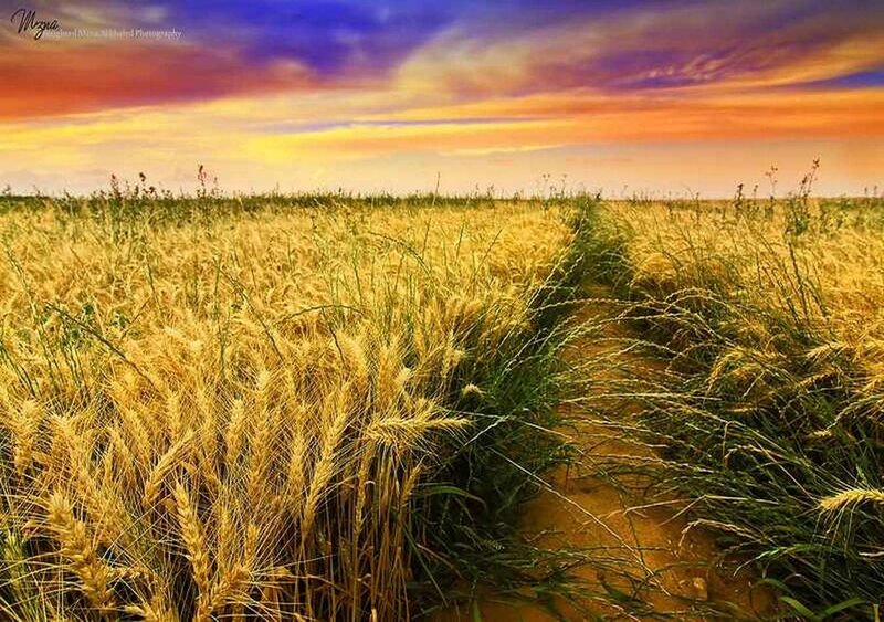 Golden Wheat Field — Yellow, Dramatic, Sunset, Photograph, Path