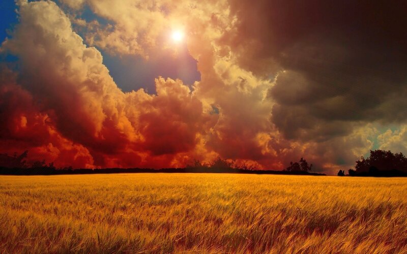 Golden Wheat Field — Yellow, Dramatic, Sunset, Photograph, Sun