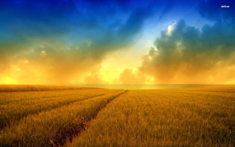 Golden Wheat Field — Yellow, Dramatic, Sunset, Photograph