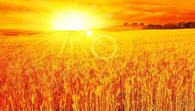Golden Wheat Field — Yellow, Dramatic, Sunset