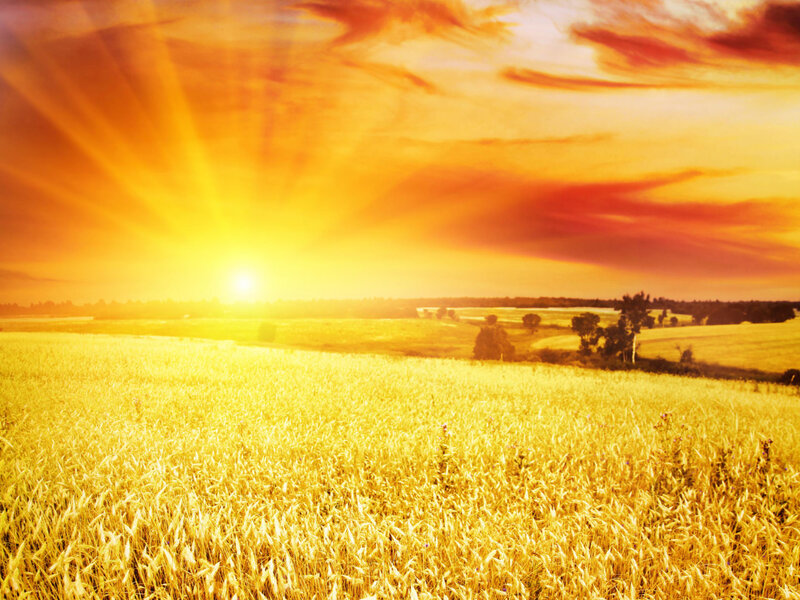Golden Wheat Field — Yellow, Dramatic