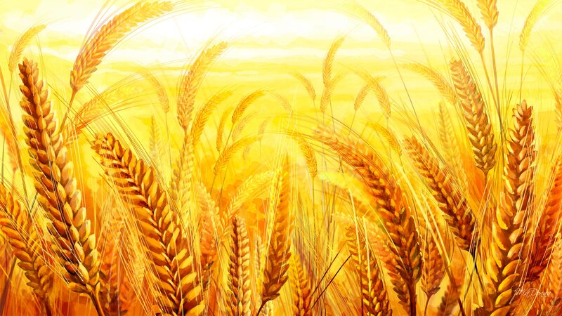 Golden Wheat Field — Yellow, Serene, Afternoon, Digital Art, Sky