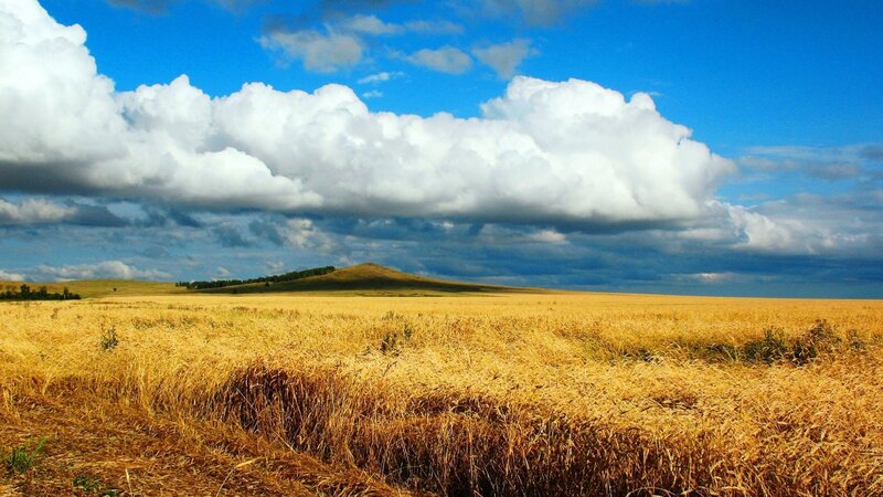 Golden Wheat Field — Yellow, Serene, Afternoon, Photograph, Clouds, Hill