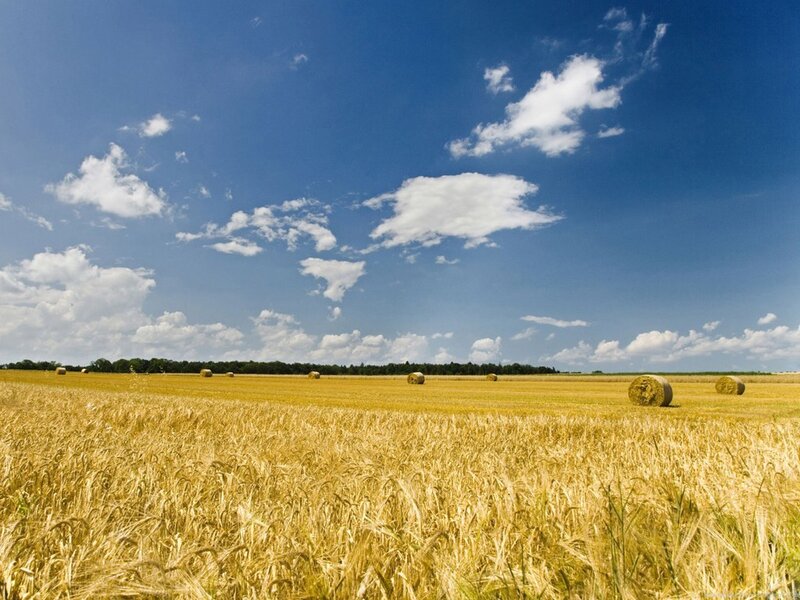 Golden Wheat Field — Yellow, Serene, Afternoon, Photograph, Hay Bales, Clouds