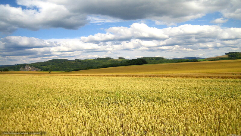 Golden Wheat Field — Yellow, Serene, Afternoon, Photograph, Hills