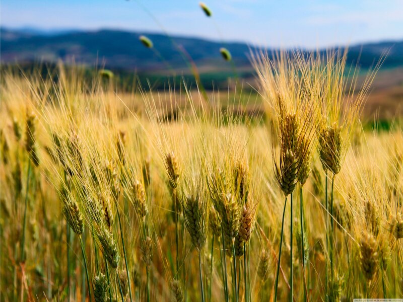 Golden Wheat Field — Yellow, Serene, Afternoon, Photograph, Mountains, Sky