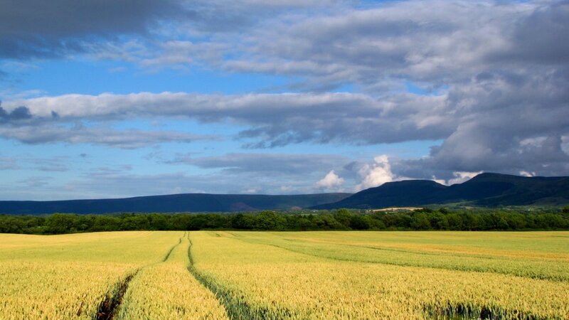 Golden Wheat Field — Yellow, Serene, Afternoon, Photograph, Mountains