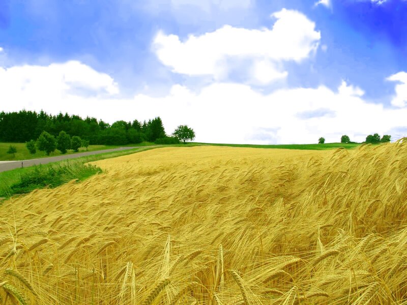 Golden Wheat Field — Yellow, Serene, Afternoon, Photograph, Road