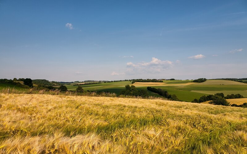Golden Wheat Field — Yellow, Serene, Afternoon, Photograph, Rolling Hills, Green Fields, Trees