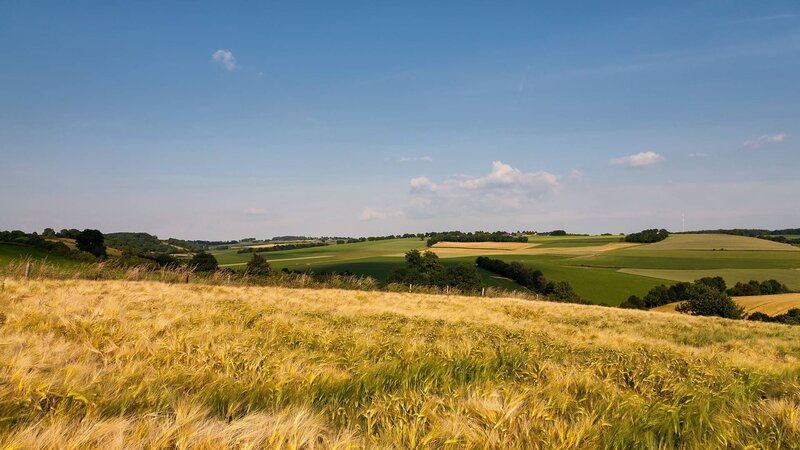 Golden Wheat Field — Yellow, Serene, Afternoon, Photograph, Rolling Hills