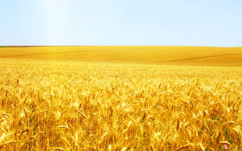 Golden Wheat Field — Yellow, Serene, Afternoon, Photograph, Sky, Blue