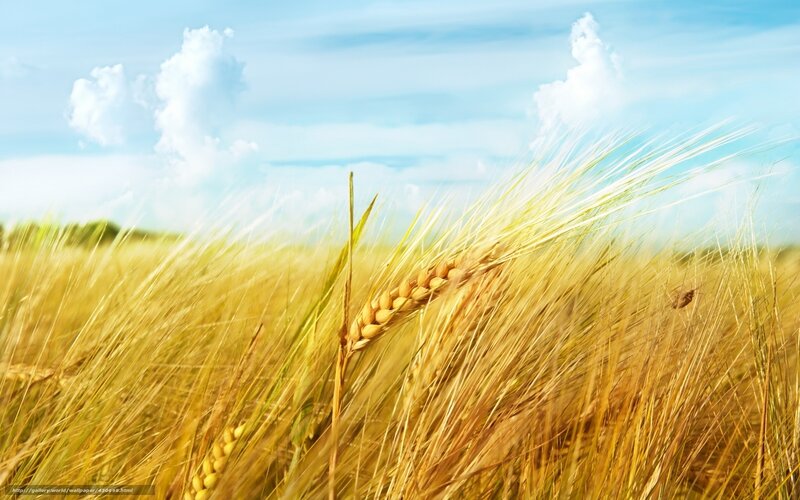 Golden Wheat Field — Yellow, Serene, Afternoon, Photograph, Sky, Clouds, Grass