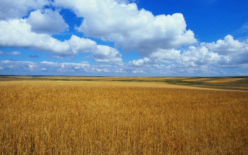 Golden Wheat Field — Yellow, Serene, Afternoon, Photograph, Sky, Clouds, Horizon, Blue