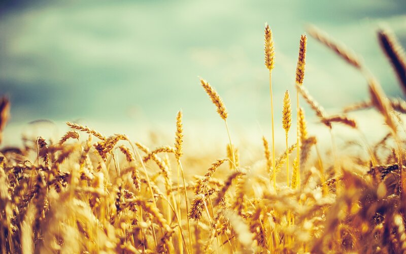 Golden Wheat Field — Yellow, Serene, Afternoon, Photograph, Sky, Green