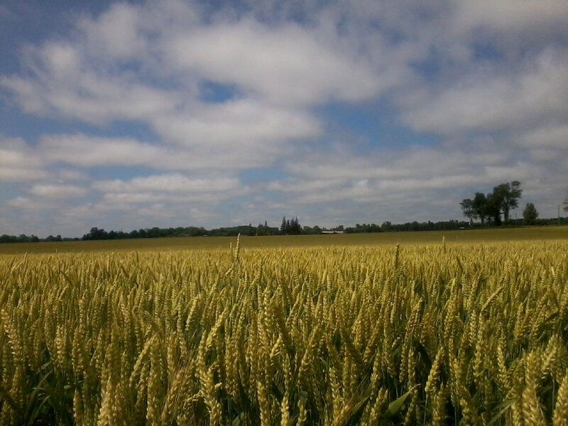 Golden Wheat Field — Yellow, Serene, Afternoon, Photograph, Sky