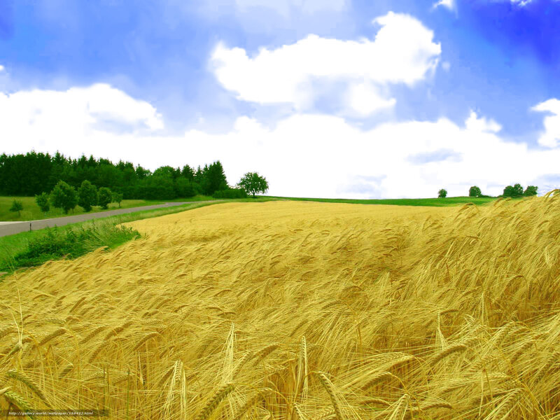 Golden Wheat Field — Yellow, Serene, Afternoon, Photograph, Sky, Trees