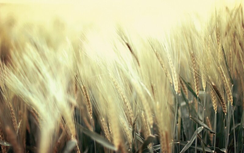 Golden Wheat Field — Yellow, Serene, Afternoon, Photograph, Sunlight