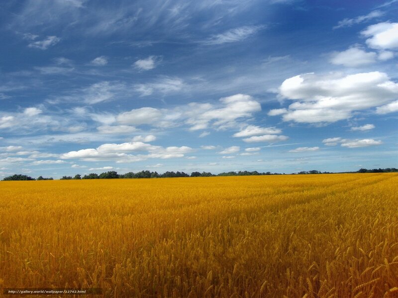 Golden Wheat Field — Yellow, Serene, Afternoon, Photograph