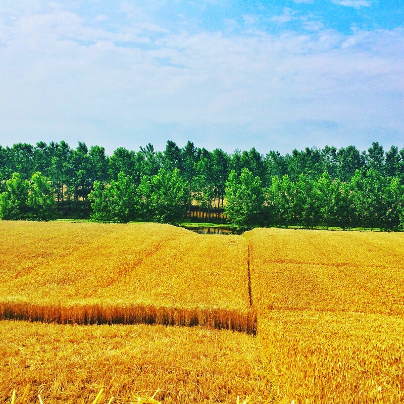 Golden Wheat Field — Yellow, Serene, Afternoon, Photograph, Trees, Pond