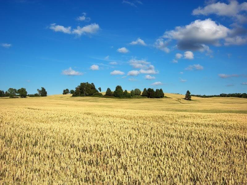 Golden Wheat Field — Yellow, Serene, Afternoon, Photograph, Trees