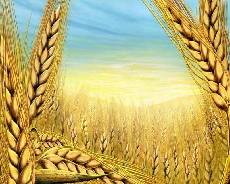 Golden Wheat Field — Yellow, Serene, Sunset, Digital Art