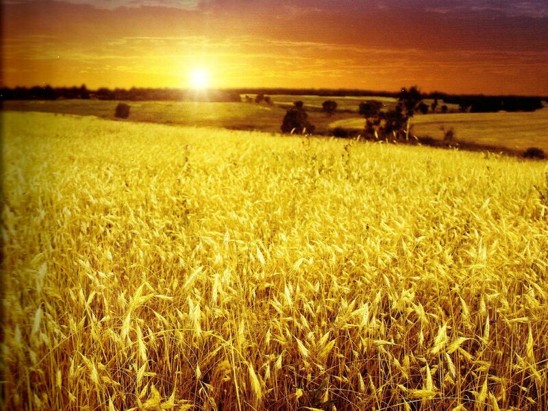 Golden Wheat Field — Yellow, Serene, Sunset, Photograph, Sun, Sky