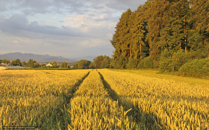 Golden Wheat Field — Yellow, Serene, Sunset, Photograph, Trees, Mountains