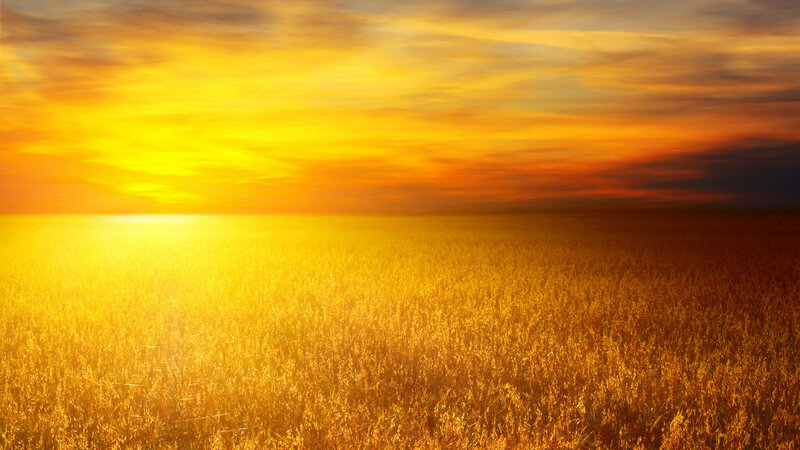 Golden Wheat Field — Yellow, Serene, Sunset