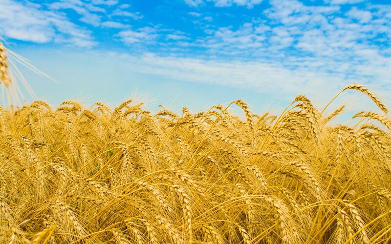 Golden Wheat Field — Yellow, Sky