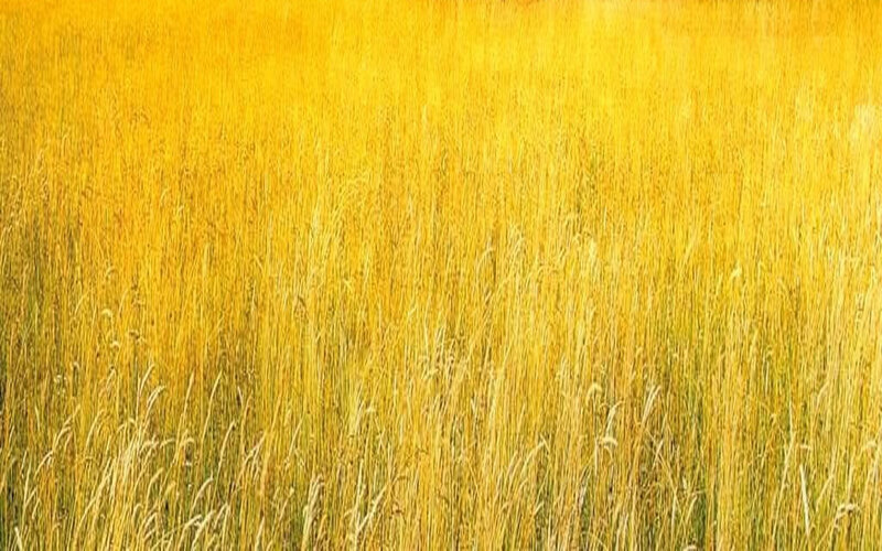 Golden Wheat Field — Yellow