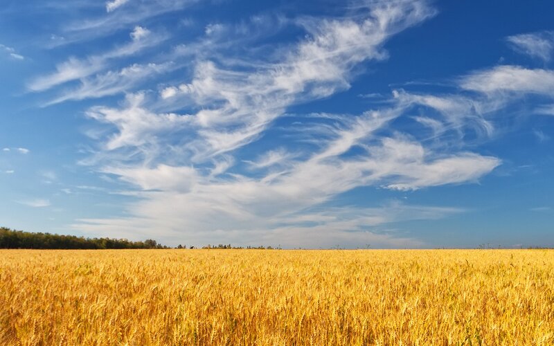 Golden Wheat Field — Yellow, Trees