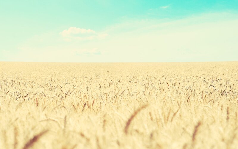 Golden Wheat Field — Yellow, White