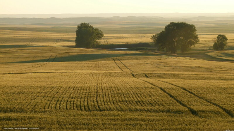 Golden Wheat Fields — Gold