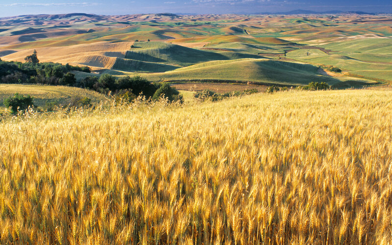 Golden wheat fields in rolling hills